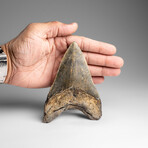 Genuine Megalodon Shark Tooth in Display Box // 271.2g