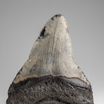 Genuine Megalodon Shark Tooth in Display Box // 210g