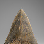 Genuine Megalodon Shark Tooth in Display Box // 271.2g