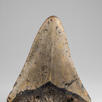 Genuine Megalodon Shark Tooth in Display Box // 113.9g