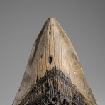 Genuine Megalodon Shark Tooth in Display Box // 271.2g