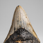 Genuine Megalodon Shark Tooth in Display Box // 113.9g