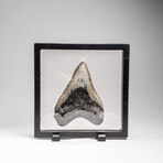 Genuine Megalodon Shark Tooth in Display Box // 241.1g