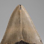 Genuine Megalodon Shark Tooth in Display Box // 84.7g