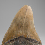 Genuine Megalodon Shark Tooth in Display Box // 137.4g
