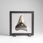 Genuine Megalodon Shark Tooth in Display Box // 113.9g