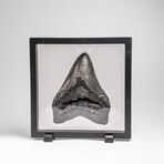 Genuine Megalodon Shark Tooth in Display Box // 333.6g