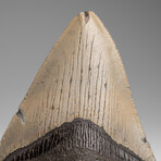Genuine Megalodon Shark Tooth in Display Box // 84.7g