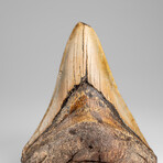 Genuine Megalodon Shark Tooth in Display Box // 178g