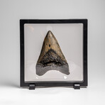Genuine Megalodon Shark Tooth in Display Box // 271.2g