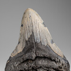 Genuine Megalodon Shark Tooth in Display Box // 210g