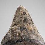 Genuine Megalodon Shark Tooth in Display Box // 333.6g