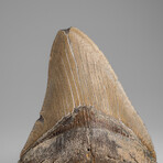 Genuine Megalodon Shark Tooth in Display Box // 137.4g