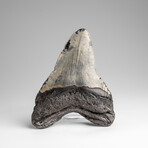 Genuine Megalodon Shark Tooth in Display Box // 210g