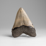 Genuine Megalodon Shark Tooth in Display Box // 84.7g