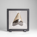 Genuine Megalodon Shark Tooth in Display Box // 84.7g