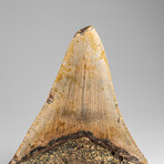 Genuine Megalodon Shark Tooth in Display Box // 178g