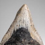 Genuine Megalodon Shark Tooth in Display Box // 241.1g