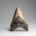 Genuine Megalodon Shark Tooth in Display Box // 271.2g