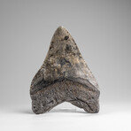 Genuine Megalodon Shark Tooth in Display Box // 333.6g