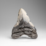 Genuine Megalodon Shark Tooth in Display Box // 210g