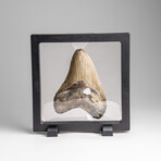 Genuine Megalodon Shark Tooth in Display Box // 137.4g