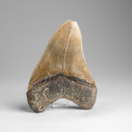 Genuine Megalodon Shark Tooth in Display Box // 137.4g