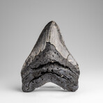 Genuine Megalodon Shark Tooth in Display Box // 333.6g