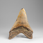Genuine Megalodon Shark Tooth in Display Box // 178g