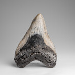 Genuine Megalodon Shark Tooth in Display Box // 241.1g