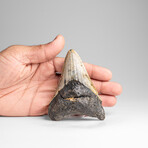 Genuine Megalodon Shark Tooth in Display Box // 113.9g