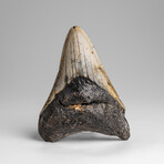 Genuine Megalodon Shark Tooth in Display Box // 113.9g