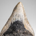 Genuine Megalodon Shark Tooth in Display Box // 241.1g