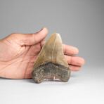 Genuine Megalodon Shark Tooth in Display Box // 137.4g