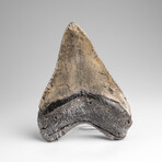 Genuine Megalodon Shark Tooth in Display Box // 241.1g