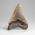 Genuine Megalodon Shark Tooth in Display Box // 113.9g