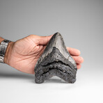 Genuine Megalodon Shark Tooth in Display Box // 333.6g