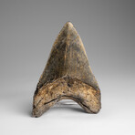Genuine Megalodon Shark Tooth in Display Box // 271.2g