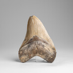 Genuine Megalodon Shark Tooth in Display Box // 137.4g