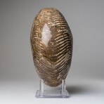 Polished Opalized Ammonite Fossil