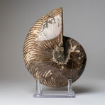 Polished Opalized Ammonite Fossil