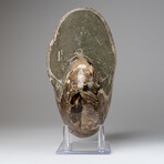 Polished Opalized Ammonite Fossil