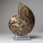 Polished Opalized Ammonite Fossil