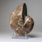 Polished Opalized Ammonite Fossil
