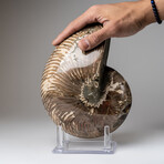 Polished Opalized Ammonite Fossil