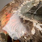 Polished Opalized Ammonite Fossil