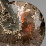 Polished Opalized Ammonite Fossil