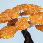 Large Genuine Citrine Clustered Gemstone Tree on Amethyst Matrix // The Money Tree