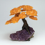 Large Genuine Citrine Clustered Gemstone Tree on Amethyst Matrix // The Money Tree