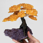 Large Genuine Citrine Clustered Gemstone Tree on Amethyst Matrix // The Money Tree